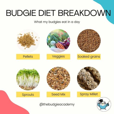 The Budgie Academy’s Instagram profile post: “What my budgies eat in a day! One of the most commonly asked questions is "what makes up your budgies' diet?" I use the Harrison's Adult…” Budgie Food, Parakeet Bird, Bird Treats, Eat In A Day, Nutritious Diet, Fruit Seeds, Parakeets, Animal Nutrition, Bird Food