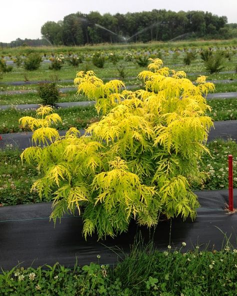 The Plant Hunter blog - Lemon Lace Sambucus (elderberry) and other Freaky Foliage Lemony Lace Elderberry, Elderberry Shrub, Elderberry Plant, Bog Garden, Garden Plan, Garden Shrubs, Golden Green, Garden Yard Ideas, Garden Trees