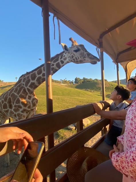 Brown spotted giraffe approaching a dark brown wood trunk in front of green grass and a clear blue sky Safari Park Aesthetic, San Diego Zoo Aesthetic, Zoo Aesthetic With Friends, San Diego California Aesthetic, Zoo Aesthetic, Aquarium Trip, San Diego Aesthetic, Wildlife Biology, San Diego Safari Park