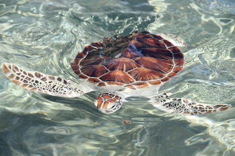 Turtle In Water, Reptile Background, Turtle Sanctuary, Baby Turtles, Grand Cayman, In Water, Turtles, Philippines, Photo Image