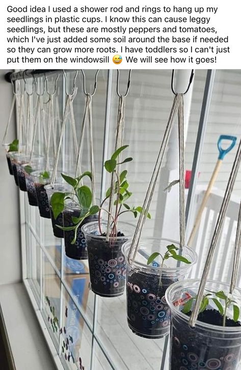 Window Sill Garden, Classroom Plants, Hanging Herbs, Vegetable Garden Diy, Gothic Garden, Plants For Hanging Baskets, Cottage Garden Design, Succulent Gardening, School Garden