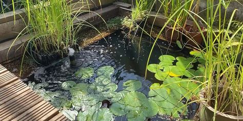 How to Make a Tiny Organic Pool Swim Pond Diy Natural Pools, Diy Swimming Pond Natural Pool, How To Make A Natural Swimming Pool, Naturally Filtered Swimming Pool, Organic Pool, Wild Swimming Pool Garden, Natural Swimming Pool, Small Pools, Many People