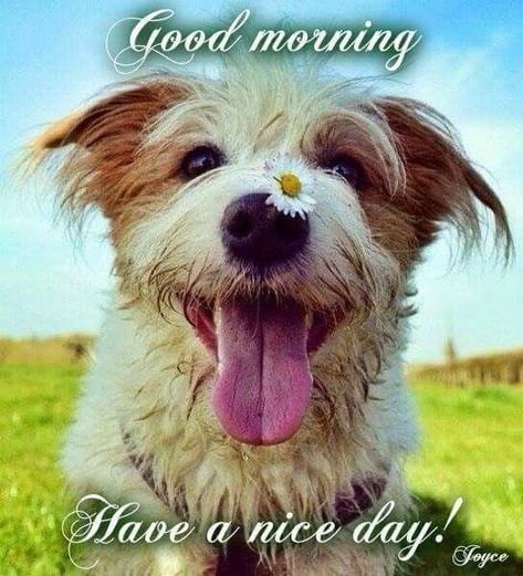 Happy Dog Good Morning Pictures, Photos, and Images for Facebook, Tumblr, Pinterest, and Twitter Good Morning Gif Funny, Good Morning Dog, Funny Good Morning Messages, Good Morning Cat, Funny Good Morning Images, Good Day Messages, Morning Memes, Slaap Lekker, Cute Good Morning Quotes