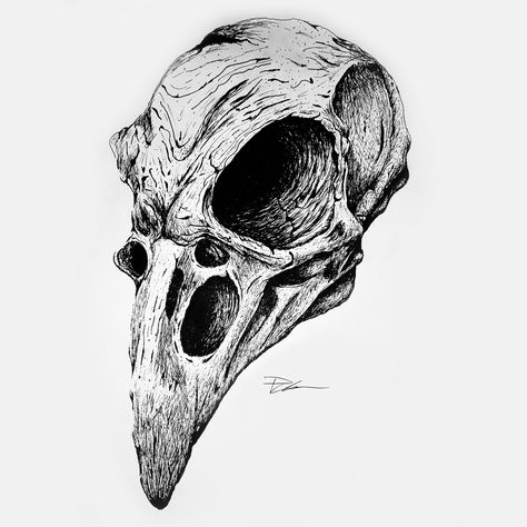 Hawk Skull Drawing, Chicken Skull Drawing, Vulture Skull Drawing, Eagle Skull Drawing, Crow Skeleton Drawing, Skull Drawing Animal, Creepy Owl Tattoo, Skull Animal Drawing, Skull Ink Drawing