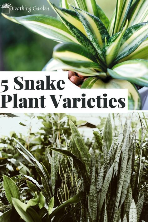 Did you know there are different kinds of snake plants? Check out these 5 varieties. Indoor Lavender Plant, Snake Plant Varieties, Kinds Of Snakes, Desert Climate, Plant Varieties, Snake Plants, Air Purifying Plants, Lavender Plant, Calming Scents