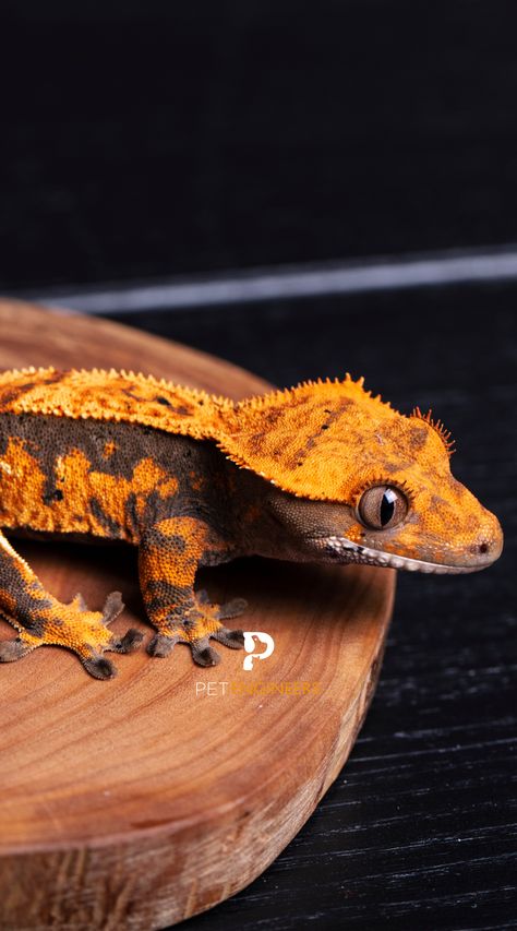 Everything you need to know about caring for your crested gecko in one comprehensive guide. Discover feeding schedules, proper tank setup, signs of a healthy gecko, and more. A vital resource for ensuring your crested gecko lives a long, healthy life. #crestedgecko #crestedgeckocare #crestedgeckocaresheet Flame Crested Gecko, Gecko Pet, Crested Gecko Morphs, Crested Gecko Care, Gecko Habitat, Gecko Terrarium, Crested Geckos, Cute Gecko, Pet Lizards