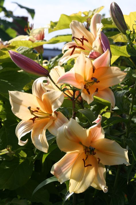 Oriental Lily 'Dreamy Spires' Lilly Flower Aesthetic, Asian Lily, Lillies Flowers, Flowers Lilly, Asian Lilies, Tree Lily, Wild Lily, Lily Care, Lilly Flower