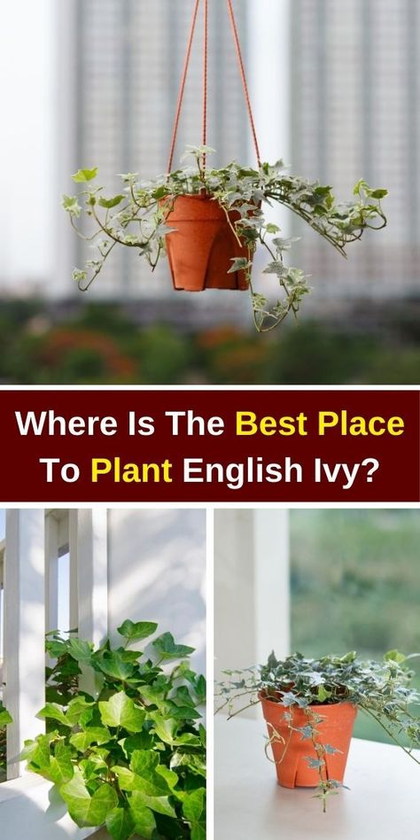 "Discover the best places to plant English Ivy with our comprehensive guide! Learn how to care for English Ivy indoors, including tips on repotting, plant care, and ideal indoor decor ideas. Enhance your space with this versatile houseplant and explore creative English Ivy indoor decor options. Perfect for beginners, our tips on how to grow English Ivy indoors will help you thrive. Transform your home with beautiful Ivy indoor plants today!" Ivy Indoor Decor, English Ivy Indoor Decor, English Ivy Indoor, Ivy Indoor, Ivy Houseplant, Hedera Helix, English Ivy, Ivy Plants, Growing Indoors