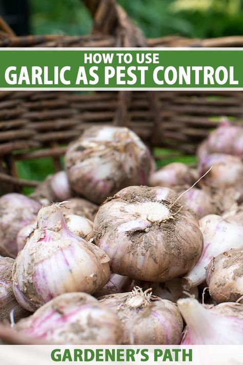 Garlic has been proven to deter lots of annoying pests like aphids and spider mites when used as a spray or grown as a companion plant. Our guide will show you scientifically-backed methods to put garlic to work against pests in the garden. Learn more now on Gardener's Path. #garlic #pestcontrol #garden #gardenerspath Garden Pests Identification, Garlic Garden, Organic Gardening Pest Control, Planting Garlic, Natural Pesticides, Diy Pest Control, Organic Pest Control, Growing Garlic, Plant Pests