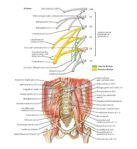 Lumbar Plexus Anatomy   Schema Subcostal nerve (T12), White and gray rami communicantes, Iliohypogastric nerve, Ilioinguinal nerve, Genit... Lumbar Plexus Anatomy, Lumbar Nerves, Lumbar Plexus, Sacral Plexus, Femoral Nerve, Transversus Abdominis, Spinal Nerve, Medical Student Study, Human Body Anatomy