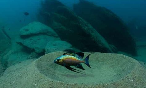 Beautiful obsession: a 20-year mission in waters of Lake Tanganyika | Wildlife photographer of the year | The Guardian Lake Tanganyika, Cichlid Fish, Rift Valley, Yellow Fish, Become A Photographer, Big Lake, Wildlife Photographer, East Africa, History Museum