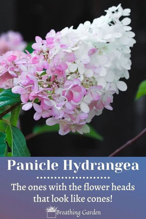 Panicle hydrangeas look like a cone! Making this a spectacularly unusual flower to have in your garden! Hydrangea Types, Cone Hydrangea, Little Lime Hydrangea, Hydrangea Varieties, Types Of Hydrangeas, Smooth Hydrangea, Panicle Hydrangea, Limelight Hydrangea, Growing Hydrangeas