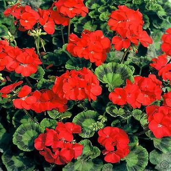 Geranium Mustang Geraniums Red, Red Geraniums, Most Beautiful Gardens, Plants Garden, Red Aesthetic, Garden Supplies, Garden Center, Geraniums, Beautiful Gardens