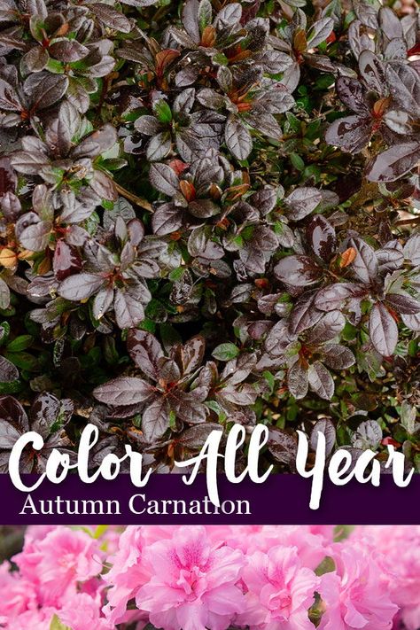 Encore Azalea Autumn Amethyst™️ boasts purple winter foliage. Pruning Azaleas, Purple Shrubs, Azaleas Landscaping, Azaleas Care, Encore Azaleas, Autumn Princess, Azaleas Garden, Front Yard Plants, Winter Foliage