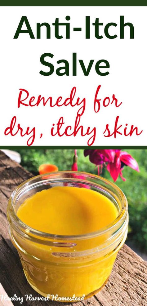 Have itchy skin? Here is a natural herbal salve that is a great remedy for itchy skin caused by dryness, rashes, bug bites, etc. It's an all purpose soothing salve for itching, inflamed skin. This recipe for herbal healing skin salve is easy to make and meant to soothe irritated and itchy, scaly skin. #salve #homeremedy #itchy #skin #skinsalve #itchyskinsalve #diy #howtomake #recipe #skincare #homemade #handmade #healingharvesthomestead How To Make Plantains, Dandelion Salve, Itchy Skin Remedy, Homemade Balm, Salve Recipes, Herbal Salves, Anti Itch, Dry Itchy Skin, Skin Natural Remedies