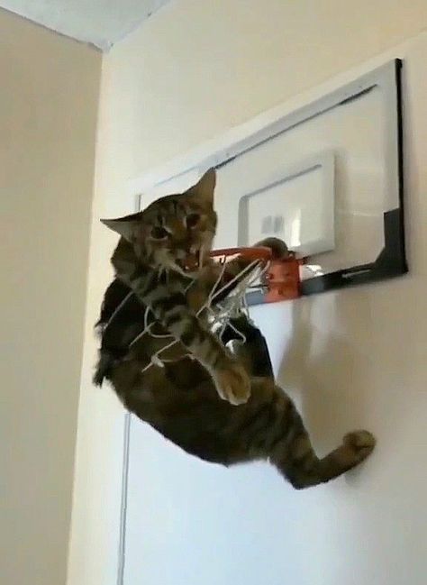 Funny picture of a cat stuck in a basketball hoop / funny cat pictures / funny cat screenshots / funny cat pics / fun cat images / funny cat images / silly cat pictures / cute cat pictures / funny cat photos Cat Running Funny, Cat Images Funny, Cat Basketball, Cat Pictures Cute, Funny Cat Pics, Picture Of A Cat, Cute Cat Pictures, Funny Cat Images, Cat Images