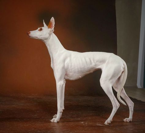 Canine Anatomy, Fit Dogs, Ibizan Hound, Dog Anatomy, Animal Reference, Whippet Dog, Pretty Animals, Jojo Bizzare Adventure, Sweet Animals