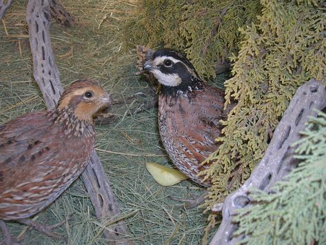 Quail Cage Ideas, Quail Breeds, Bob White Quail, Quail Pen, Quail Cage, Button Quail, Quail Coop, Raising Turkeys, Bobwhite Quail