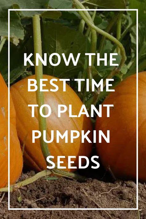 Since pumpkins take a long time to grow, you should plant them as soon as possible. This is one of the best vegetable garden ideas. The best time to plant How To Plant Pumpkins, Plant Pumpkin Seeds, Plant Pumpkins, When To Plant Pumpkins, Transplanting Plants, Types Of Pumpkins, Pumpkin Varieties, Vegetable Garden Ideas, Planting Pumpkins