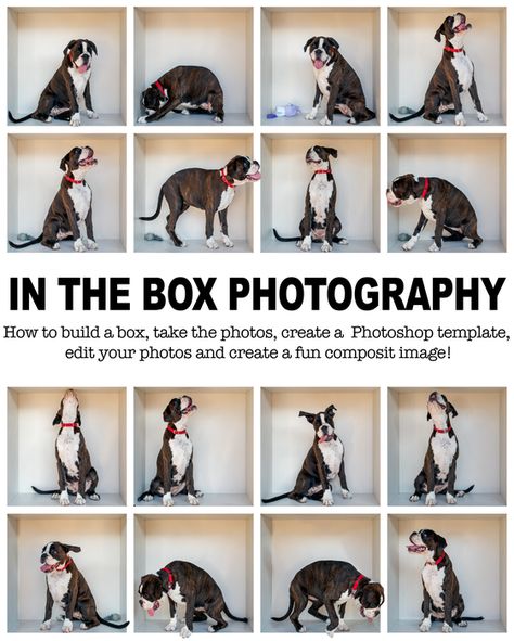 In The Box Photography, Photo Box Diy, Photography Boxes, Box Photography, Photography Ideas At Home, Collage Diy, Photos With Dog, Dog Photoshoot, Composition Photography