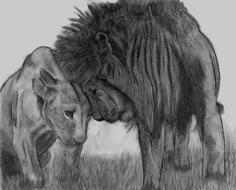 Lion Couple Drawing, Lion Love Couple, Love Couple Painting, Drawing With Pen, Lion Couple, Lion Family, Couple Drawing, Lion Love, Beads Design