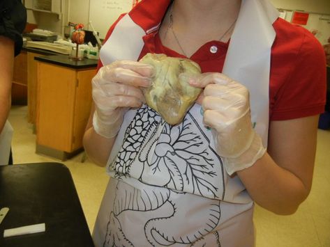 Sheep Heart Heart Dissection, Cardiac Anatomy, Heart Valves, Basic Anatomy And Physiology, Holding Heart, Parts Of The Heart, Heart Anatomy, Human Heart, Middle School Science