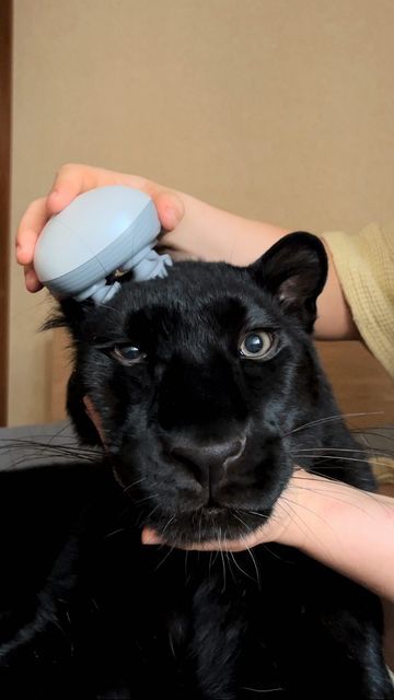 Luna on Instagram: "SPA day 😍❤️" Luna The Panther, Panthers Aesthetic, Panther Aesthetic, Panther Cat, Allergic To Cats, Black Jaguar, Black Panthers, Black Leopard, Exotic Pets