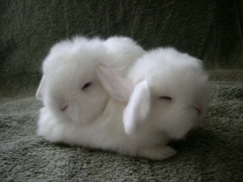 Awwww Lapin Art, Fluffy Bunny, White Bunny, Baby Bunnies, Cute Animal Pictures, Hamsters, Cute Creatures, White Rabbit