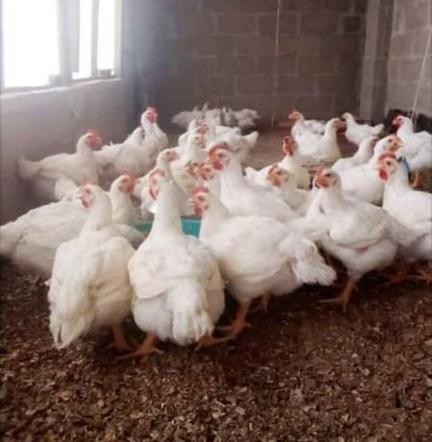 4 Simple Steps to Fatten up your Broiler Chickens | Poultry Farm Guide Chicken Broiler Farm, Broiler Chicken Coop, Chicken Feed Diy, Poultry Farm Design, Raising Meat Chickens, Chicken Tunnels, Vegetable Farm, Chicken Poster, Poultry Farming