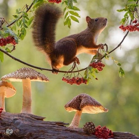 Red Squirrel, Arte Animal, Woodland Creatures, Squirrels, Woodland Animals, 귀여운 동물, National Geographic, Animal Photography, Cat Memes