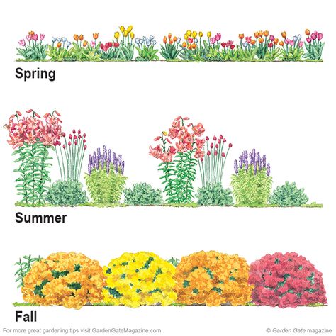 Spring Start by planting a colorful mix of tulips (Tulipa spp. and hybrids).    Summer Lilies (Lilium hybrids), drumstick allium (Allium sph... Drumstick Allium, Perennial Garden Plans, Garden Mum, Longfield Gardens, Flower Garden Plans, Diy Robot, Garden Design Layout, Flower Garden Design, Garden Bulbs