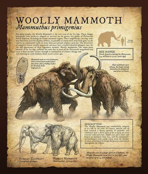 Regnul Animal, Prehistoric Wildlife, Prehistoric World, Wooly Mammoth, Ancient Animals, Paleo Art, Extinct Animals, Dinosaur Art, Prehistoric Creatures