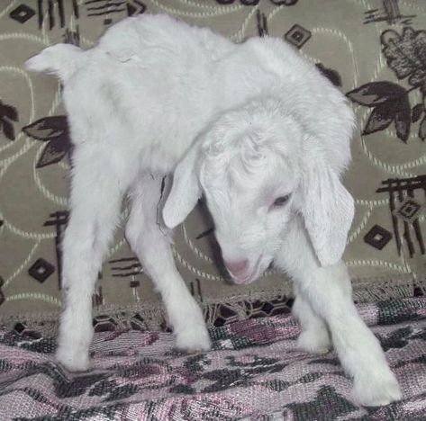 Lamb Aesthetic Dark, Baby Lamb Aesthetic, Soft Comfort Aesthetic, Lamb Painting, I Will Be Okay, Everything Will Be Okay, Baby Goat, Photographie Portrait Inspiration, Art Appliqué