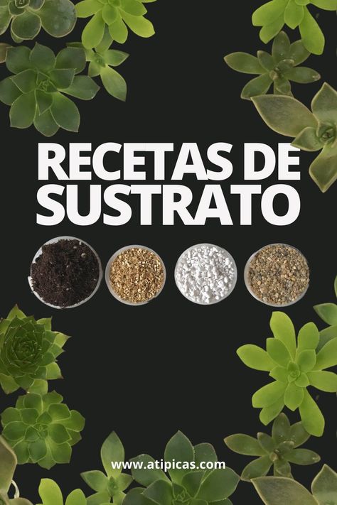 Mezclas de sustrato para suculentas y cactus, recetas de sustrato para cactus y suculentas | Atípicas Suculentas Backyard Garden Landscaping, Green Community, Garden Landscaping Ideas, Aesthetic Garden, Desert Garden, Garden Aesthetic, Cactus Y Suculentas, Ideas Garden, Cactus And Succulents