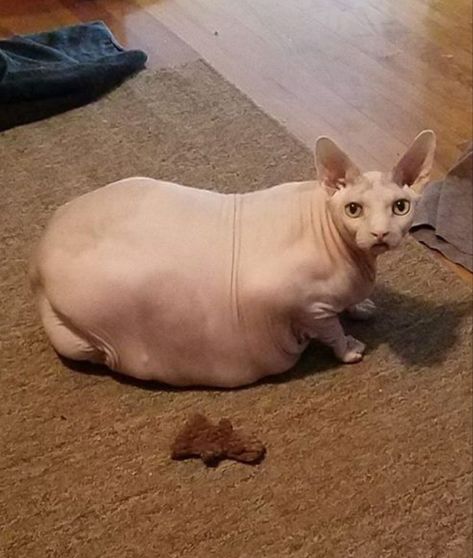 Fat Hairless Cat, Fat Horse, Hairless Cat, Fat Cats, Hippopotamus, Funny Pics, Art Reference, Funny Pictures, Kittens