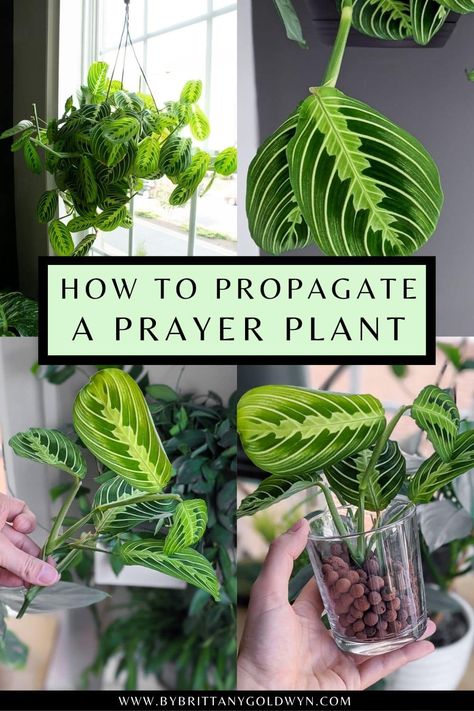 How To Propagate Prayer Plant, Prayer Plants Houseplant, Easy Plants To Propagate, Houseplant Propagation, Indore Plants, Prayer Plant Care, Propagate Plants, Poinsettia Care, Gardening Indoors