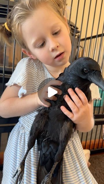 Smart Crow Video, Crow Or Raven, Raven Carrying Something, Scary Birds, Crow Raven Difference, Bird Videos, Baby Crows, Dark Evil, Crow Bird Memes