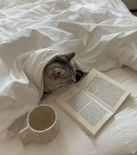 cat aesthetic aesthetics grunge kitty kitten cute pet pets korean japanese cats meow igywoods Cat Books, Sleepy Cat, Cat Room, Cat Aesthetic, Cat Diy, Pretty Cats, 귀여운 동물, Cat Photo