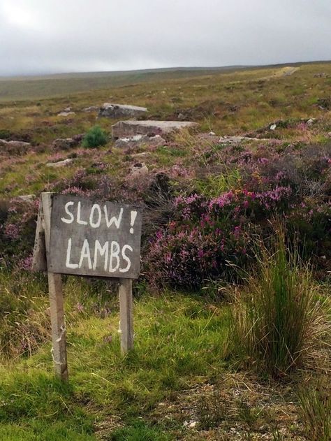 Scottish Cottage | Scottish Countryside Scottish Cottages, Irish Blessings, Scottish Countryside, Irish Cottage, Sheep Farm, Sheep And Lamb, The Good Shepherd, The Shepherd, Village Life