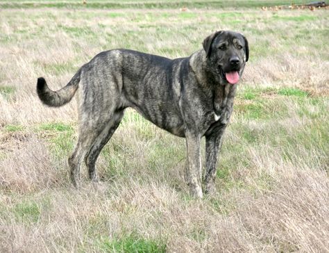 brindle Anatolian Shepherd Dog Takas Bathsheba Brindle Mastiff, Alabai Dog, Kangal Dog, Every Dog Breed, Livestock Guardian Dog, Livestock Guardian, Dog Anatomy, Shepherd Dog Breeds, Malinois Dog