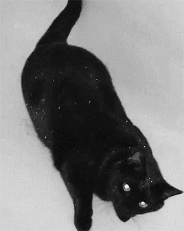 Jumping Fox, Black Goth, Emo Girls, My Pinterest, Cat Gif, Cute Funny Animals, Nature Pictures, Dark Art, Cat Memes