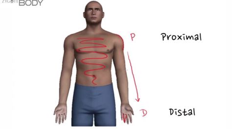 Proximal & Distal Free Education, Occupational Therapy, Body Measurements, Education, Quick Saves