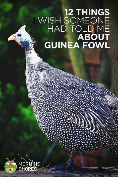 Raising Turkeys, Raising Farm Animals, Guinea Fowl, Keeping Chickens, Building A Chicken Coop, Chicken Coop Plans, Chicken Diy, Backyard Farming, Chicken Breeds