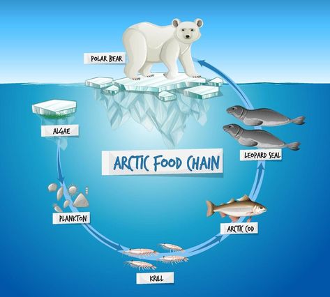 Polar Bear Food Ideas, Bear Food Ideas, Teddy Bears Picnic Food, Polar Bear Food, Food Chain Diagram, Bear Food, Ecosystems Projects, Food Ideas For Kids, Ocean Food