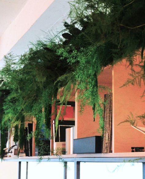 Preserved plant species at @thesocietybuilding 🌱 ⁠ 🌿 Asparagus fern (not actually a fern!)⁠ 🌿 Eucalyptus Populus⁠ 🌿 Asparagus Sprengeri⁠ 🌿 Amaranthus⁠ 🌿 Leather fern⁠ ⁠ Also combining mixed live floor and shelf planting, tailoring to the light levels in both the reception, stairwell and basement area.⁠ ⁠ Read more about how we completed this project over at the link in our bio!⁠ .⁠ .⁠ .⁠ .⁠ .⁠ #plantdesignsoffices #officedesign #plantstyling #indoorplants #workplacedesign #officespace #cowork... Eucalyptus Populus, Fern Bar, Rashid Johnson, Bar Installation, Asparagus Fern, Workplace Design, Plant Species, Hobart, Fern