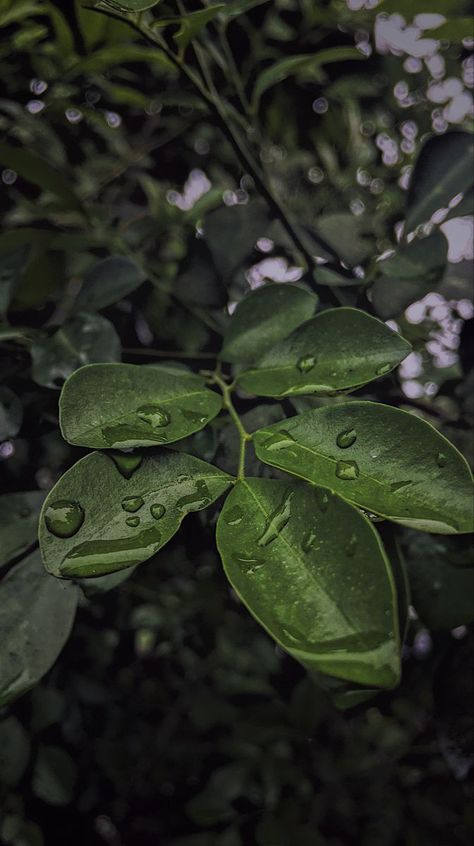 Green Plant Aesthetic, Snap Photography, Graffiti Wallpaper Iphone, Nature Background Images, Cinema Photography, Nature Instagram, After Rain, Look At The Sky, Snapchat Picture