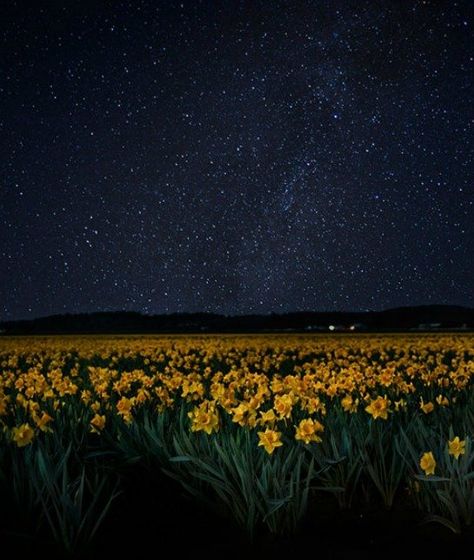 Daffodils featured at the Skagit Valley Tulip Festival Skagit Valley Tulip Festival, Skagit Valley, Tulip Festival, Parenting Advice, Beauty Inspiration, Daffodils, Parenting, Festival, Flowers