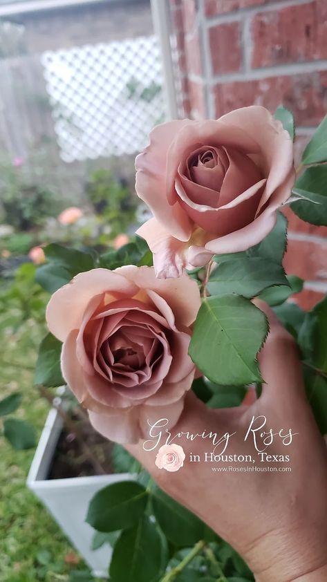 Koko Loko Rose Review 2022 (updated) Koko Loko Rose, Outdoor Shutters, Floribunda Rose, Heirloom Roses, Country Roses, Clean Scents, One Year Old, Small Backyard Landscaping, My Garden