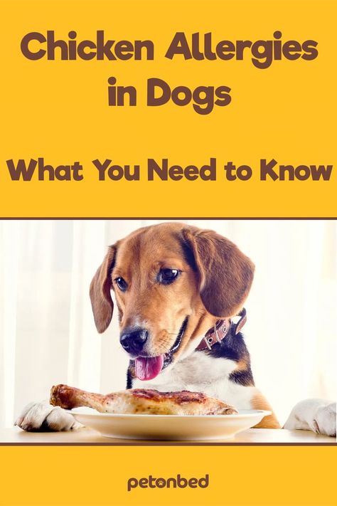 Most owners whose dogs have chicken allergies have three main concerns: whether chicken products like eggs can cause a reaction, if the dog will develop other allergies, what other foods could cause allergies. If you had these concerns before, reading this article must have helped you to address them. #dogs #allergies #pethealth #petonbed Dog Itchy Skin Remedy, Dog Allergies Remedies, Allergies In Dogs, Itchy Skin Remedy, Food For Chickens, Chicken Dog Food Recipes, Dog Food Allergies, Dogs Ears Infection, Make Dog Food