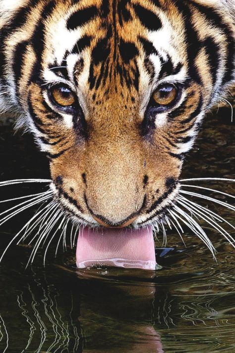 Tiger Pics, Tyger Tyger, Most Beautiful Animals, Cheetahs, A Tiger, Big Cat, Animal Planet, Pics Art, Pretty Cats